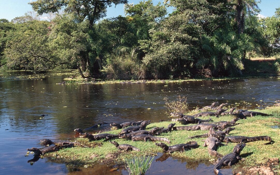 A future for the Pantanal – interview with Cláudia Regina Sala de Pinho