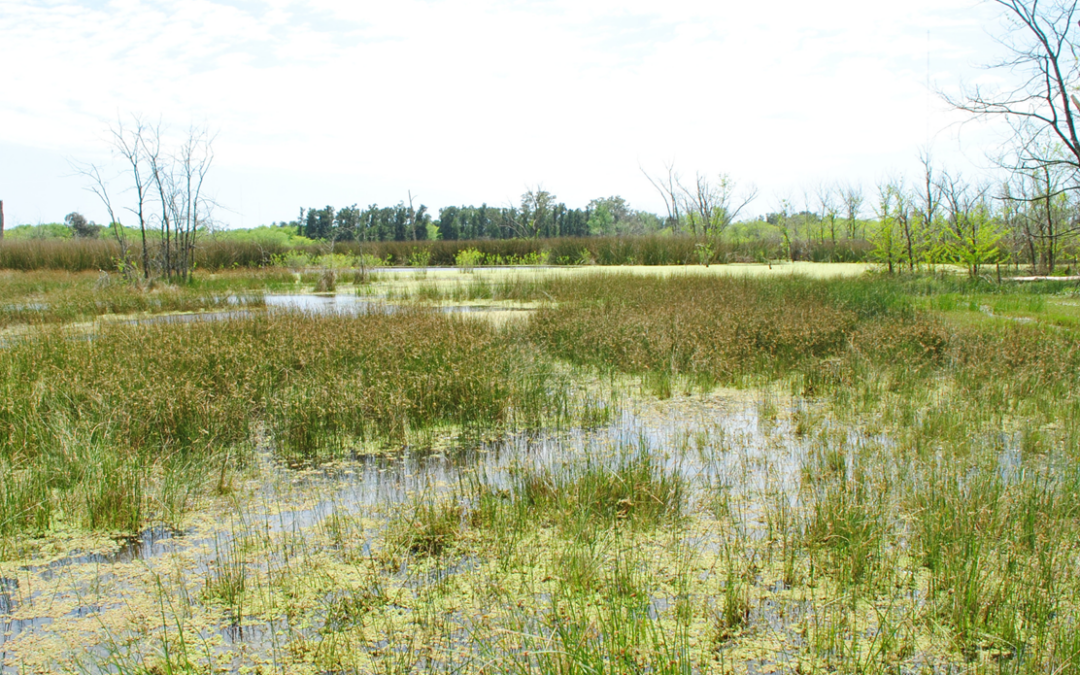 Corredor Biocultural Matanza-Riachuelo, na Argentina
